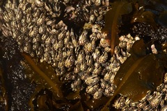 Pollicipes polymerus