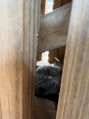 Rattus rattus