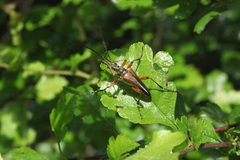 Stenocorus meridianus