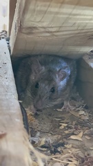Rattus rattus