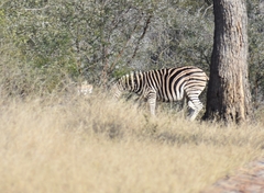 Equus quagga chapmani