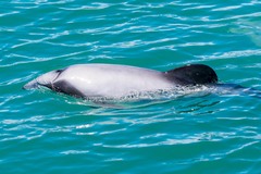 Cephalorhynchus hectori