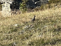 Charadrius morinellus
