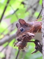 Sciurus vulgaris