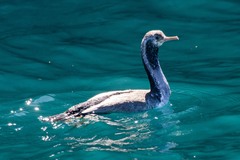 Phalacrocorax punctatus