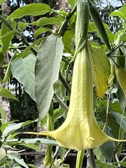Brugmansia aurea