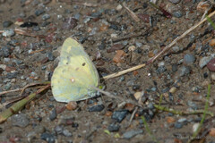 Colias poliographus