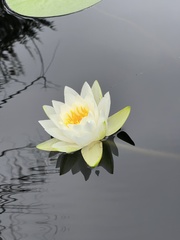Nymphaea candida