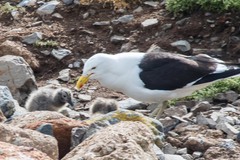 Larus dominicanus dominicanus