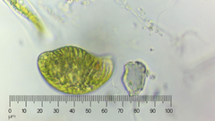 Euglena