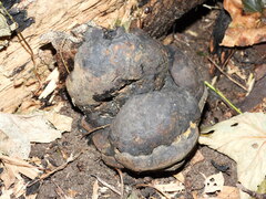 Kretzschmaria deusta