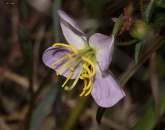 Rhexia mariana