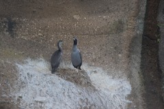 Phalacrocorax punctatus