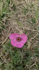 Modiolastrum gilliesii