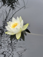 Nymphaea candida
