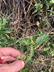 Rorippa