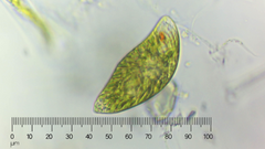 Euglena