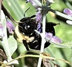 Xylocopa virginica virginica