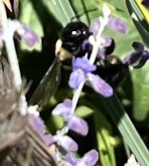 Xylocopa virginica virginica