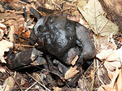 Kretzschmaria deusta