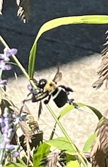 Xylocopa virginica virginica