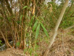 Bambusa arnhemica