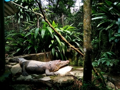 Crocodylus moreletii