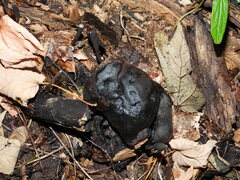 Kretzschmaria deusta