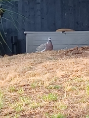 Columba palumbus palumbus