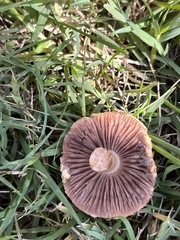 Stropharia coronilla
