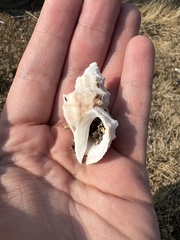 Ocenebrinae