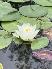 Nymphaea candida