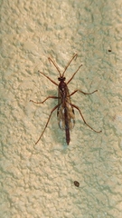 Ophioninae