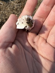 Ocenebrinae
