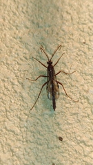 Ophioninae