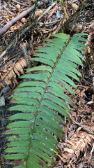 Polystichum munitum