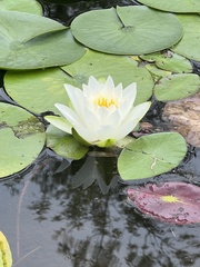 Nymphaea candida