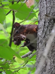 Sciurus vulgaris