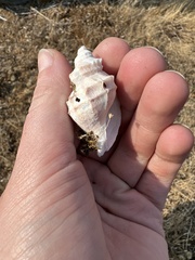 Ocenebrinae