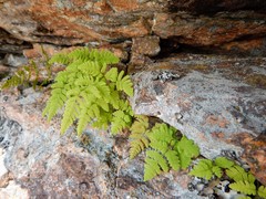 Gymnocarpium jessoense