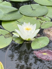 Nymphaea candida