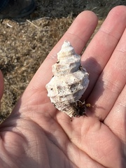 Ocenebrinae