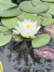 Nymphaea candida
