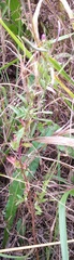 Epilobium tetragonum