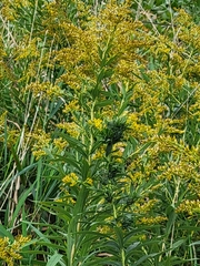 Rhopalomyia solidaginis