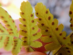 Gymnocarpium jessoense