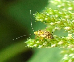 Taedia marmorata