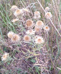 Carlina biebersteinii