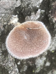 Panus lecomtei