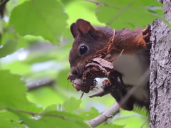 Sciurus vulgaris